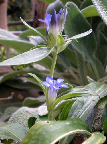 Visita guidata all''Orto Botanico di Bologna